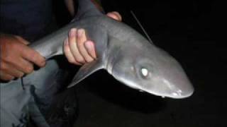 Surf Fishing Golden Beach Vic Australia  Shark Fighters [upl. by Ian]