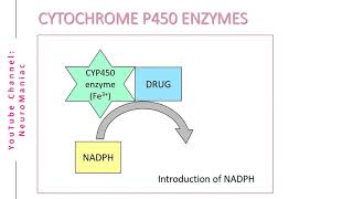 BIOCHEMISTRY  CYTOCHROME P450 ENZYMES AND OXIDATION PROCESS [upl. by Gwenny]