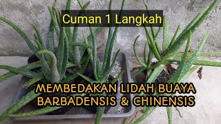 TIPS SINGKAT MEMBEDAKAN LIDAH BUAYA CHINENSIS DAN BARBADENSIS [upl. by Burton]