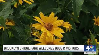 Brooklyn Bridge Park welcomes both bugs amp visitors  NBC New York [upl. by Dusty]