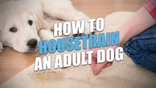 How to Housetrain An Adult Dog Easy Housebreaking Method [upl. by Imim]