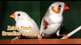 Zebra Finch Breeding Season  Finches Breeding Tips and Care [upl. by Mcgannon]