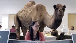 GEICO Hump Day Camel Commercial Happier than a Camel on Wednesday [upl. by Anael]