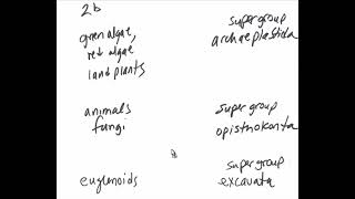 Gen Bio 2 low tech review  eukaryotic lineage supergroup drama [upl. by Annoynek]