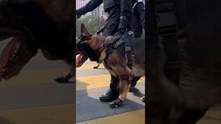 UNIT K9 PDRM In Action🔥🇲🇾youtubepolice animalsexplorefypシ゚viraltrendingeyespridedog [upl. by Margot456]