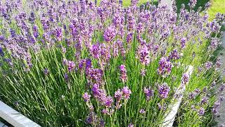 Lavandula angustifolia Munstead in Flower [upl. by Nahgeam]