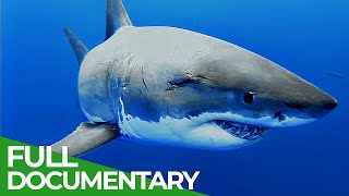 Adventure Ocean Quest The White Sharks of Guadalupe  Episode 4  Free Documentary Nature [upl. by Ellednahc693]