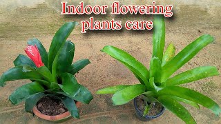 Master the Art of Bromeliad Plant Care in Hindi [upl. by Seppala632]