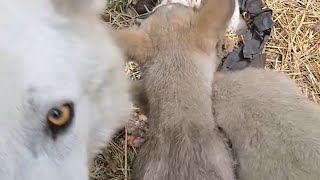 My Wolf pet Regurgitating his food to feed his pups [upl. by Naus]