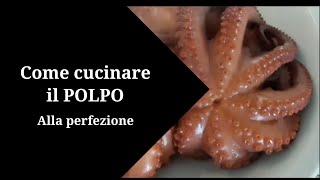 Come cuocere il polpo alla perfezione [upl. by Nnitsuj]