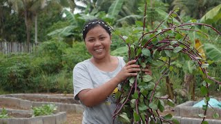 Yehey May Bunga na ang Aking Rambutan Gulay Galing Saking Garden Raised Bed [upl. by Odey]