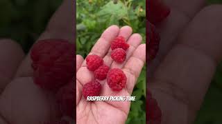 Blueberry and Raspberry picking time [upl. by Pickar878]