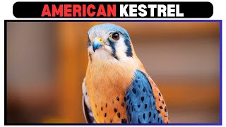 The American Kestrel Master of the Skies [upl. by Volding976]