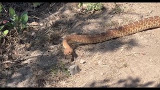 Rattlesnake Red Diamond rattlesnake [upl. by Gora]