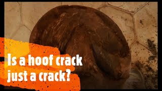 Cracks in a Draft Horse Hoof Wall [upl. by Eshman]