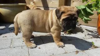 Bullmastiff puppies 5 weeks old [upl. by Tyrus]