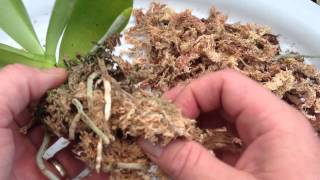 ORCHID CARE Repotting a Phalaenopsis Orchid With Keiki  How to repot an Orchid Ravenvision orchid [upl. by Rolat]