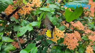 Common Birdwing Troides Helena [upl. by Stutman]