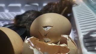 Watch a 🐔 egg hatch in under 5 minutes 🥚 [upl. by Haugen]