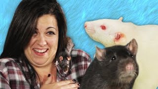 People Play With Rats For The First Time [upl. by Orhtej690]