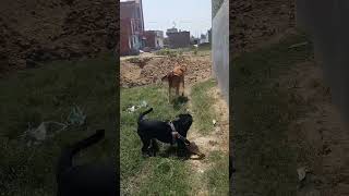 Bull attacks rottweiler dog  rottweiler dog shorts rottweiler dog bull Simbatherott951 [upl. by Hapte]