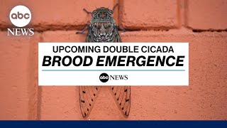 What to expect from the upcoming double cicada brood emergence [upl. by Aynnek]