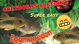 How to Breed Bronze Corydoras [upl. by Nahta854]