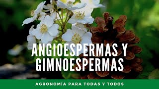 Angiospermas y Gimnospermas diferencias y características Agronomía para todas y todos [upl. by Grados]