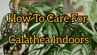 How to Care for a Calathea Plant Indoors Tips for a Thriving Houseplant [upl. by Kalle]