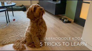 Five easy tricks to teach your puppy  Dog Training [upl. by Moberg841]