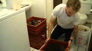 Harvesting Worm Castings From the Worm Factory [upl. by Eet]