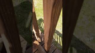 Applying Thompsons Waterseal clear on a deck with 3quot paint brush [upl. by Neillij225]