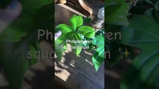 Philodendron squamifarum ✨☺️plants houseplants indoorplants plantlover plantaddict [upl. by Bernie]