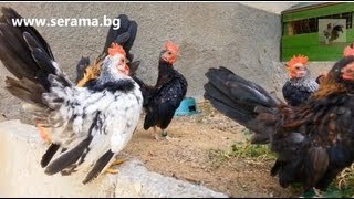 Ayam Serama Bulgaria  young roosters HD [upl. by Julide569]