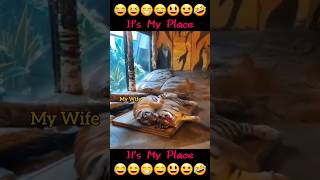 Its My Place 🐯 tigers funnyvideos shorts [upl. by Liauqram]