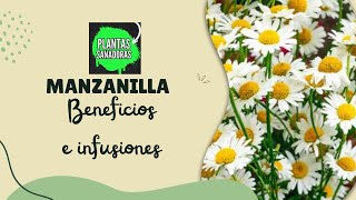 PROPIEDADES Y BENEFICIOS DE LA MANZANILLA ‐ PLANTAS SANADORAS [upl. by Mcmahon691]