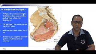 Anatomie Chirurgicale du périnée [upl. by Ninel]