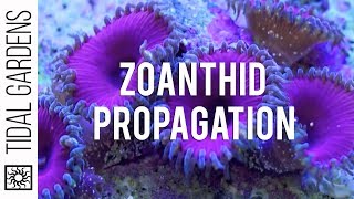 Zoanthid and Palythoa Coral Propagation [upl. by Noni]