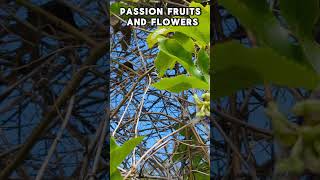 Passion Fruit Vine loaded with fruits and flowers passionfruit passionflower [upl. by Enelegna]