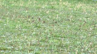 Linnet Flock Feeding [upl. by Nwahsram]