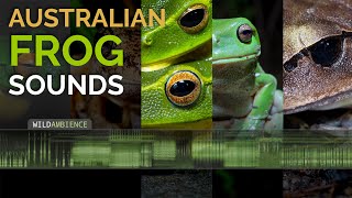 Australian Frog Sounds  A compilation of calls from 15 different frog species in Australia [upl. by Hildegarde465]