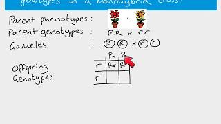 A2 Biology  monohybrid inheritance [upl. by Youngran]