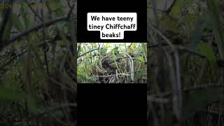 Chiffchaff Chicks In The Nest nestingbird birds nesting nest birdnest babybird [upl. by Vogel]