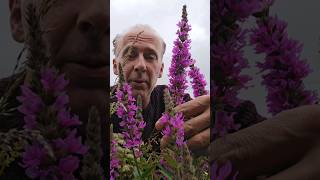 Purple loosestrife lythrum salicaria herbs nativeplants gardening explore nature explore [upl. by Ahselat898]