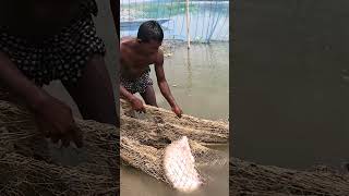 Amazing Net Fishing Video From River During Sunny Day fishing fish villagelife [upl. by Beata]