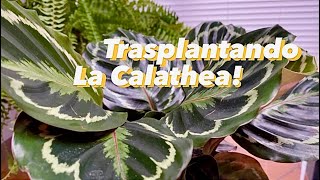 Cómo trasplantar la Calathea Medallion  Cambio de Maceta  Algunos tips de cuidado [upl. by Doroteya]