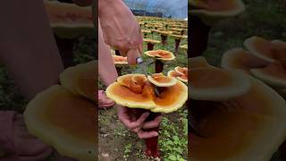 How to Trim REISHI Lingzhi Mushroom to Get the BEST One satisfying HappyFarm85 [upl. by Susejedesoj]