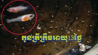 កូនត្រីក្រឹមអាយុ13ថ្ងៃ 13 Day old Betta fish fry [upl. by Croix999]