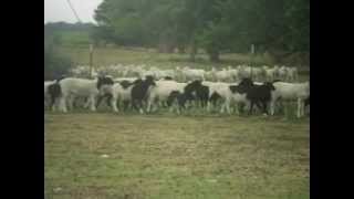 Dorper Cross Hair Sheep Ewe Lambs For Sale in Texas [upl. by Cheshire854]