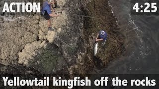 YELLOWTAIL KINGFISH OFF THE ROCKS [upl. by Surat]